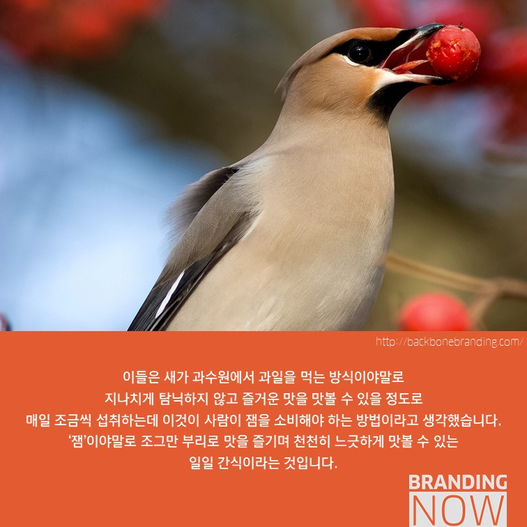 일러스트 패키지 디자인 Beak Pick!