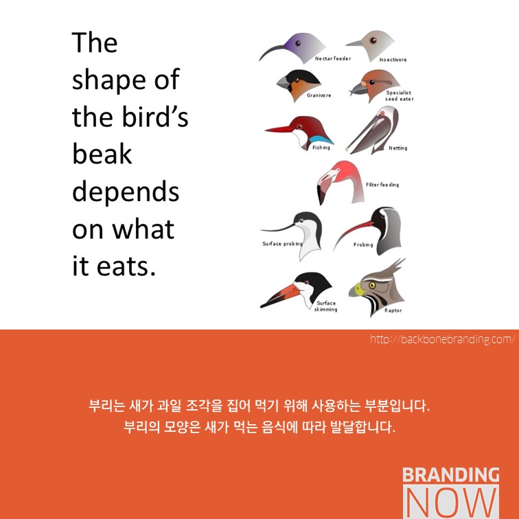 일러스트 패키지 디자인 Beak Pick!